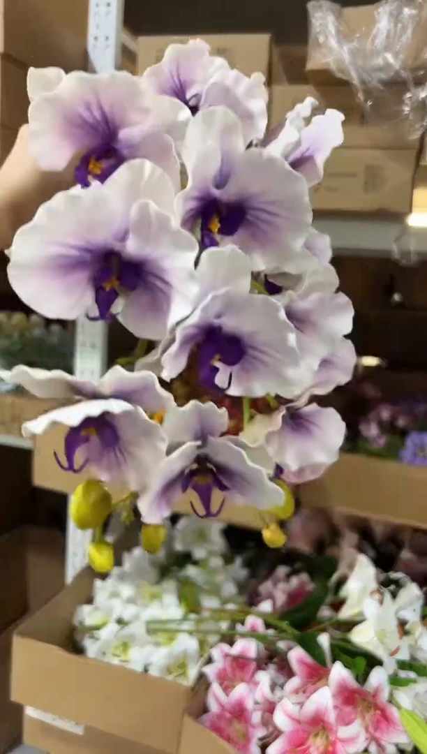 2枝紫色蝴蝶兰