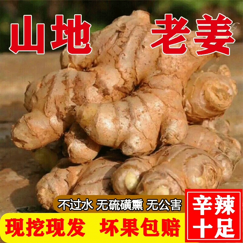 正宗云南小黄姜新鲜现挖山地种植香味浓郁辛辣够味