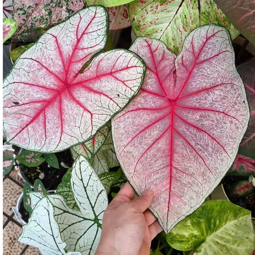 辐射彩叶芋好看好养耐热绿植室内室外观叶绿植花卉