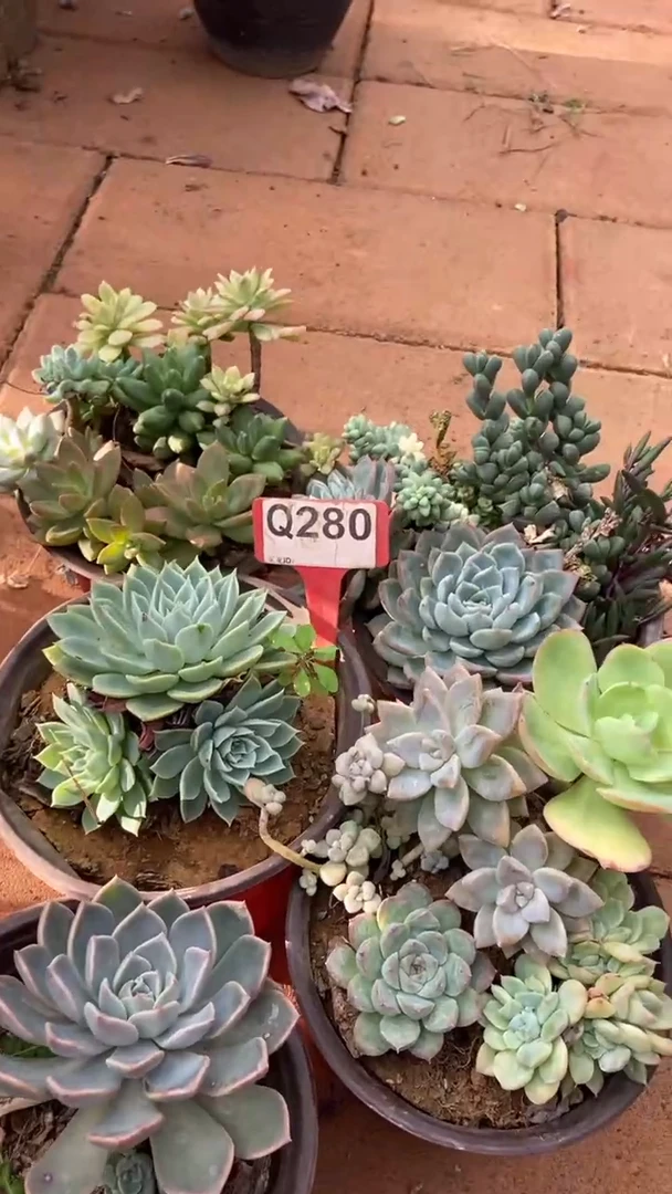 Q280多肉组合默认脱土发货