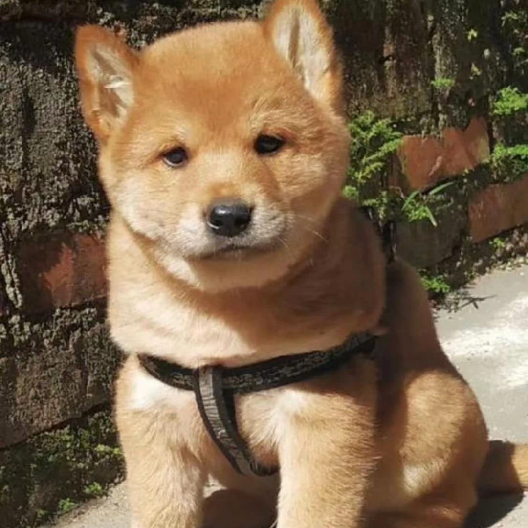 广西【五表哥】田园犬 活体专用链接