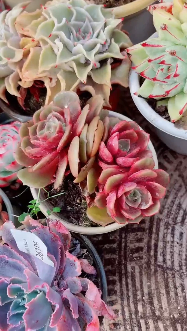 夏*跃跃精品多肉26197