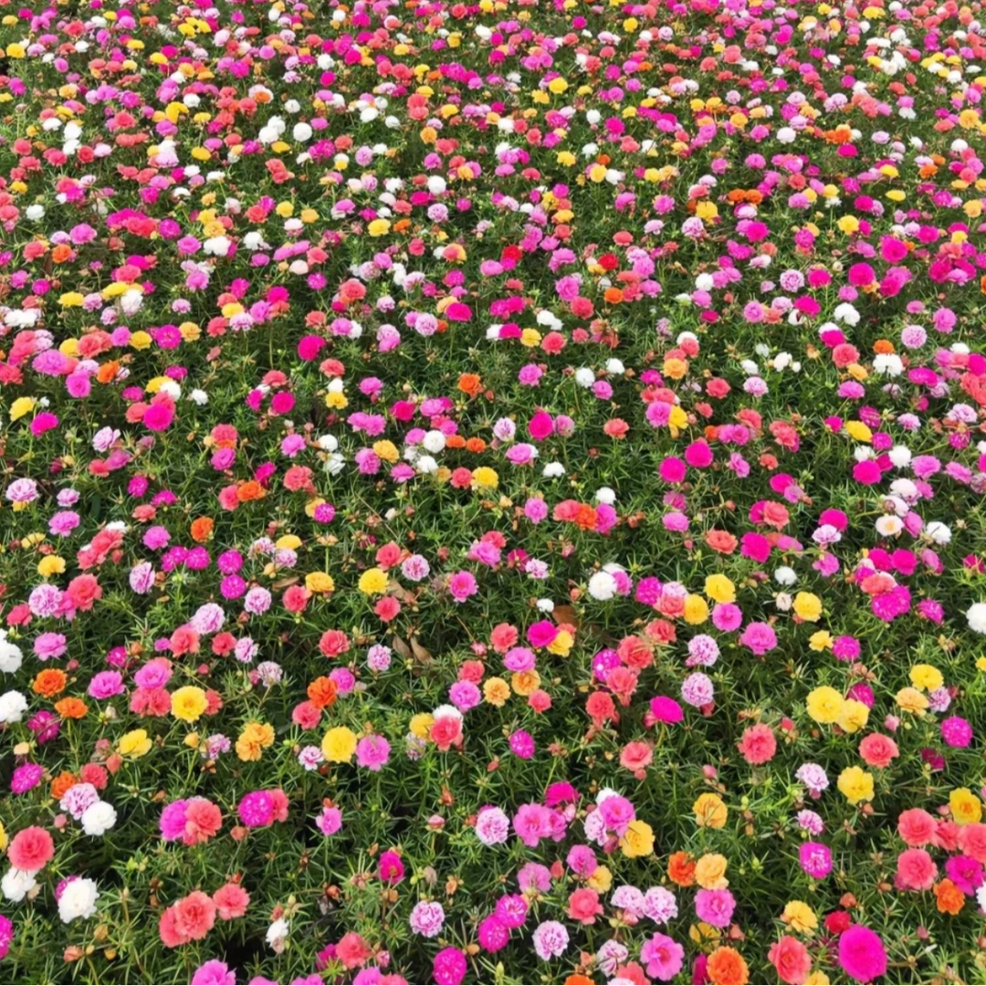 【一物一拍】太阳花原盆原土重瓣太阳花多年生