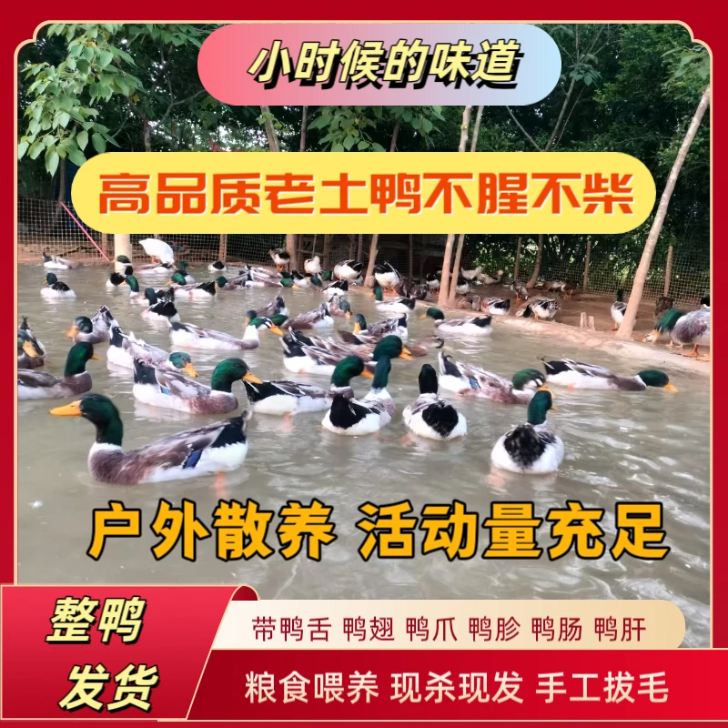 【高品质土鸭】农村放养老鸭子绿头鸭活鸭宰杀手工拔毛粮食青菜喂养