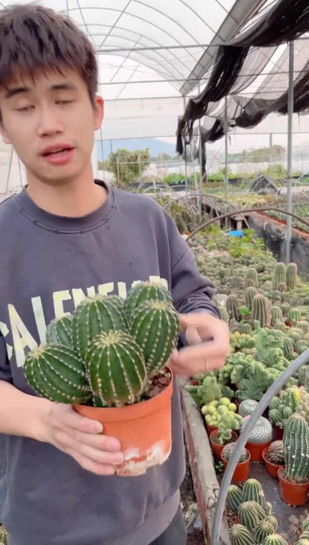 【闪购商品】5头起发 黑金刚