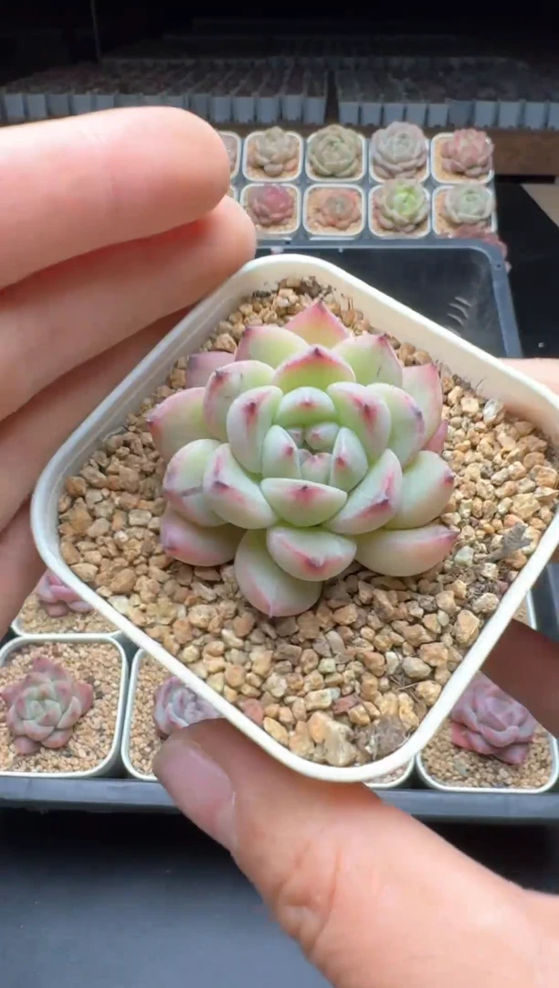 【闪购商品】773号一物一拍珍妮多肉花卉植物3颗起发