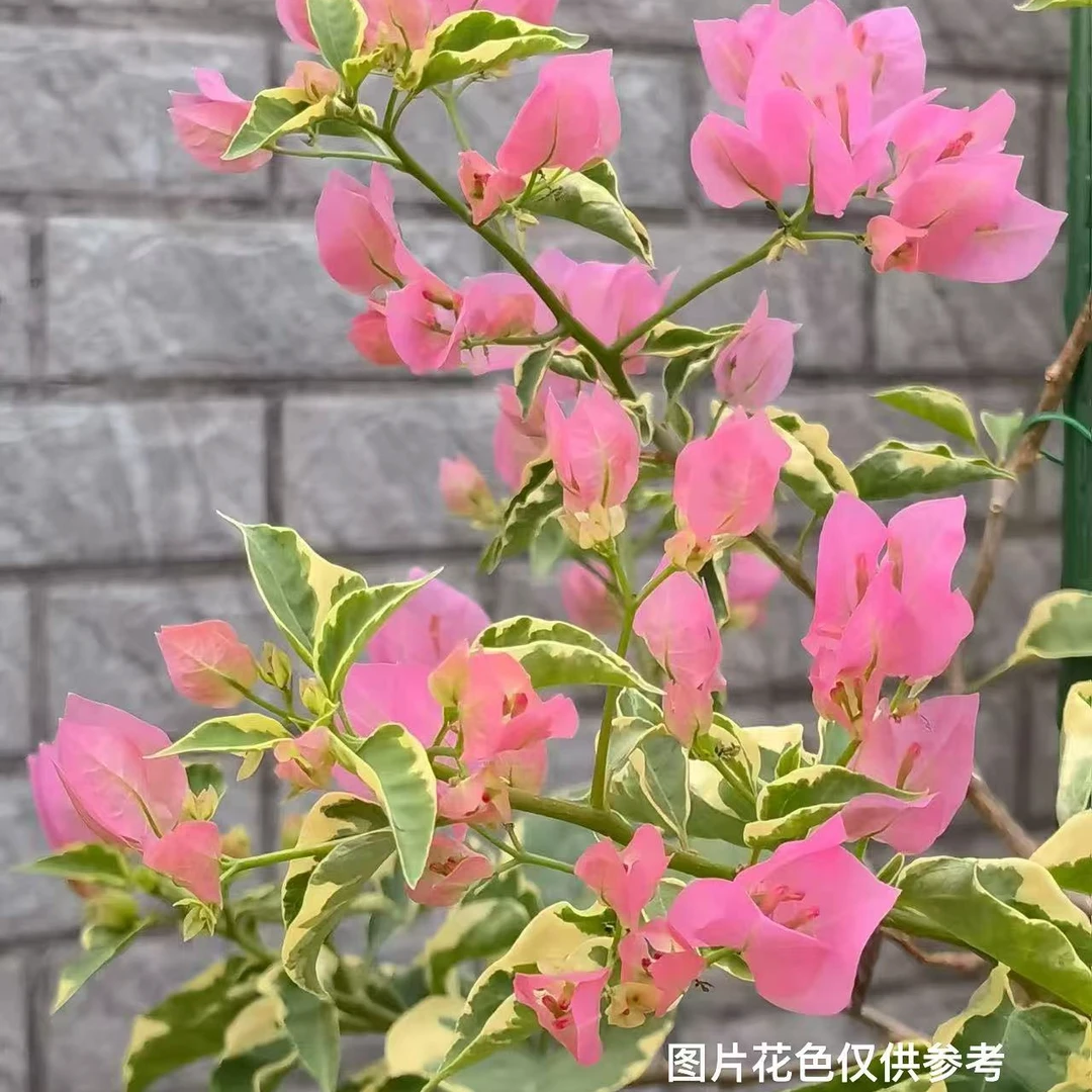 【蜡染粉】三角梅四季开花爬藤飘枝好养护【无售后】