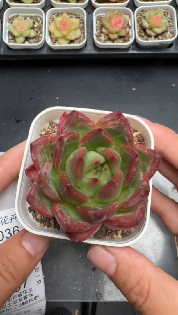 035M当天拍3颗包柚 带盆土纸巾打包 云禹花卉 珍妮多肉植物