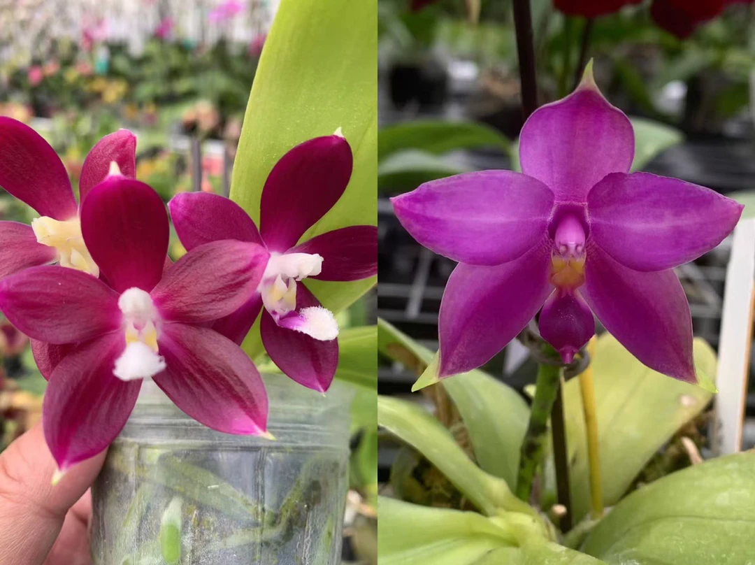 蝴蝶兰 原生红盾交荧光1.7寸 花苗（不售后，请谨慎下单！）