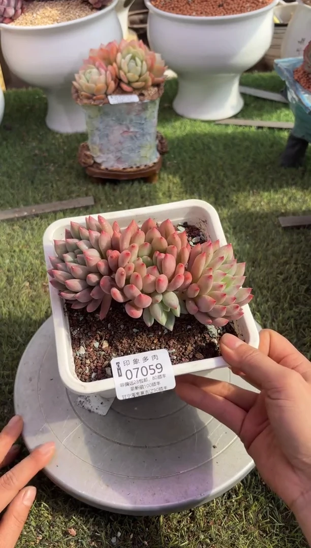 【闪购商品】07059