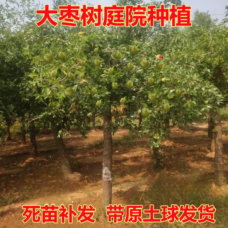 枣树活苗特大庭院果树苗超甜冰糖冬枣潘枣树果苗南北方种植枣树苗