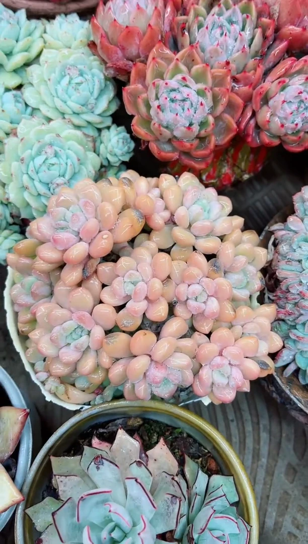 【闪购商品】22015