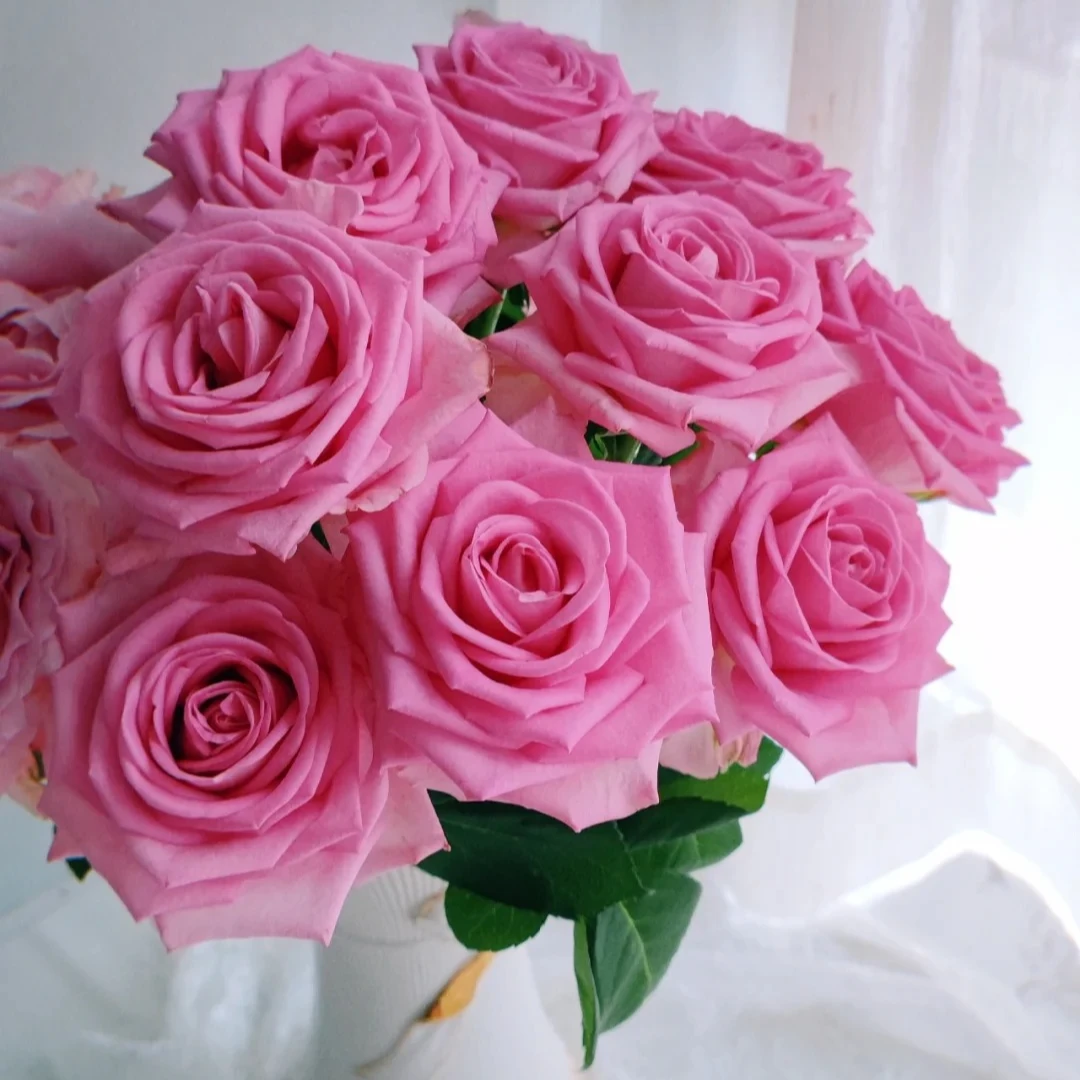 【苏醒】单头玫瑰（全场同一地址两单顺丰冷链包邮噢~）