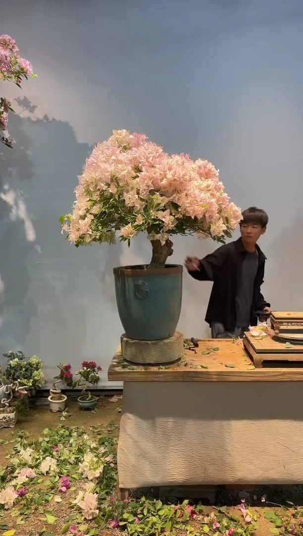 全部花朵晨**煦三角梅59