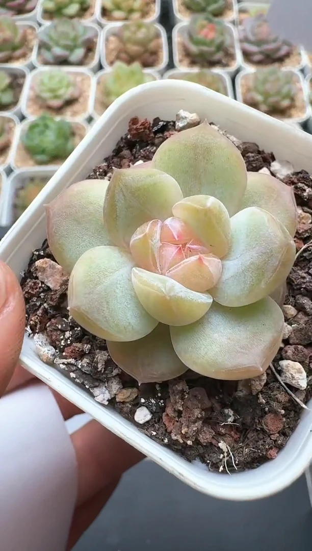 840D云禹多肉植物 带盆土纸巾打包 3颗包邮
