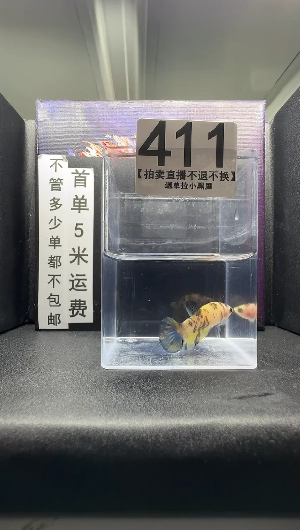斗鱼母鱼编号：411