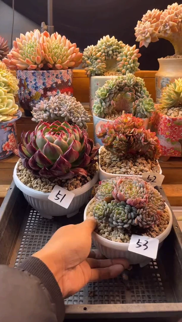 12.18-53白胖子111111