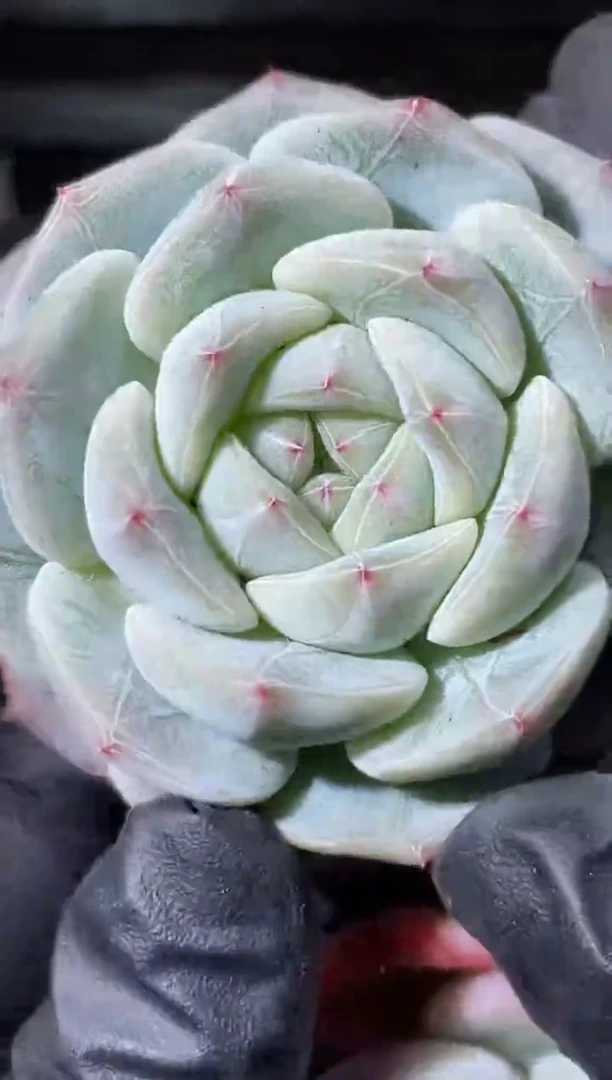 24-66云之羽5-6厘米量拍发一颗