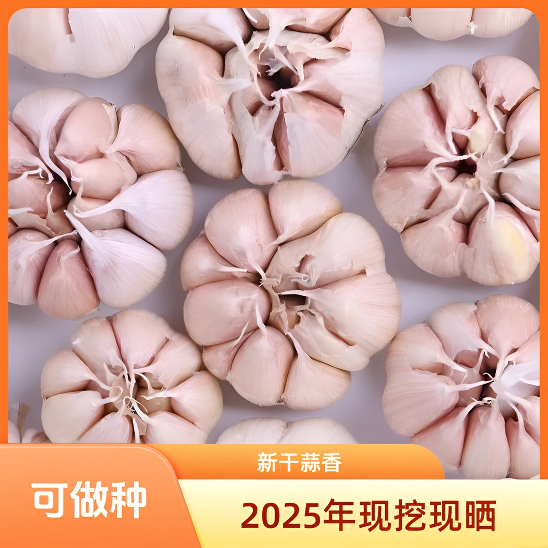 【3斤实惠新干蒜】2025年新鲜紫白皮可做种大蒜头炒菜提香必备蔬菜