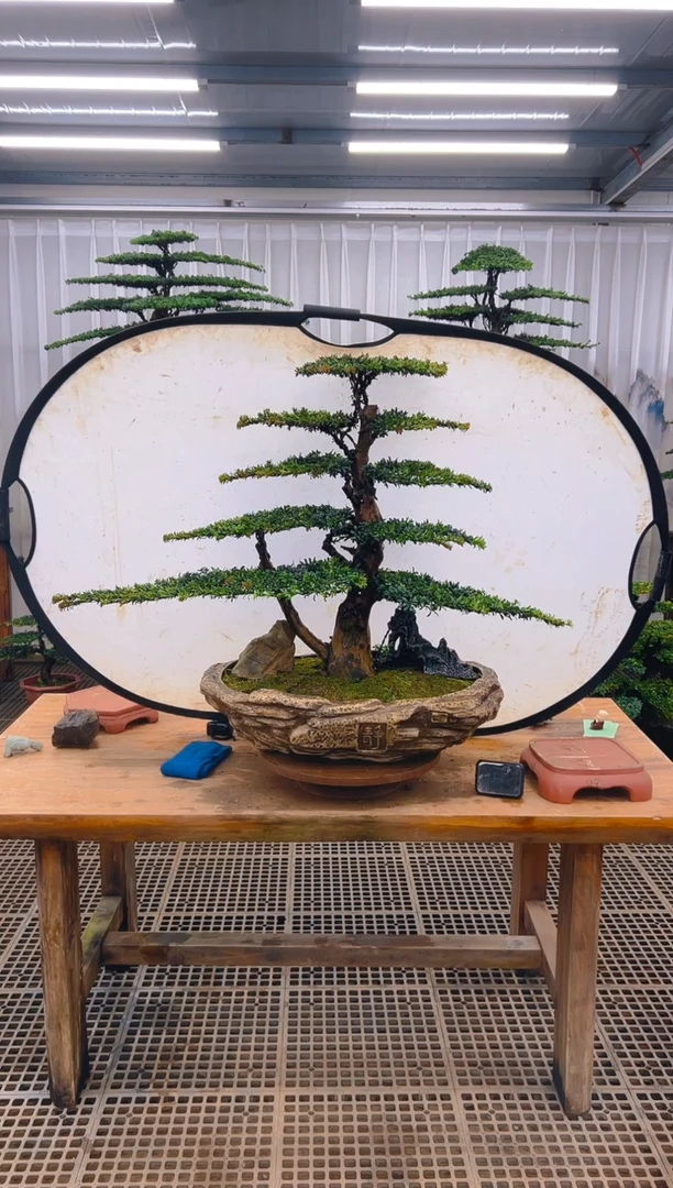 无花朵阳*精品盆景直播间一物一 拍