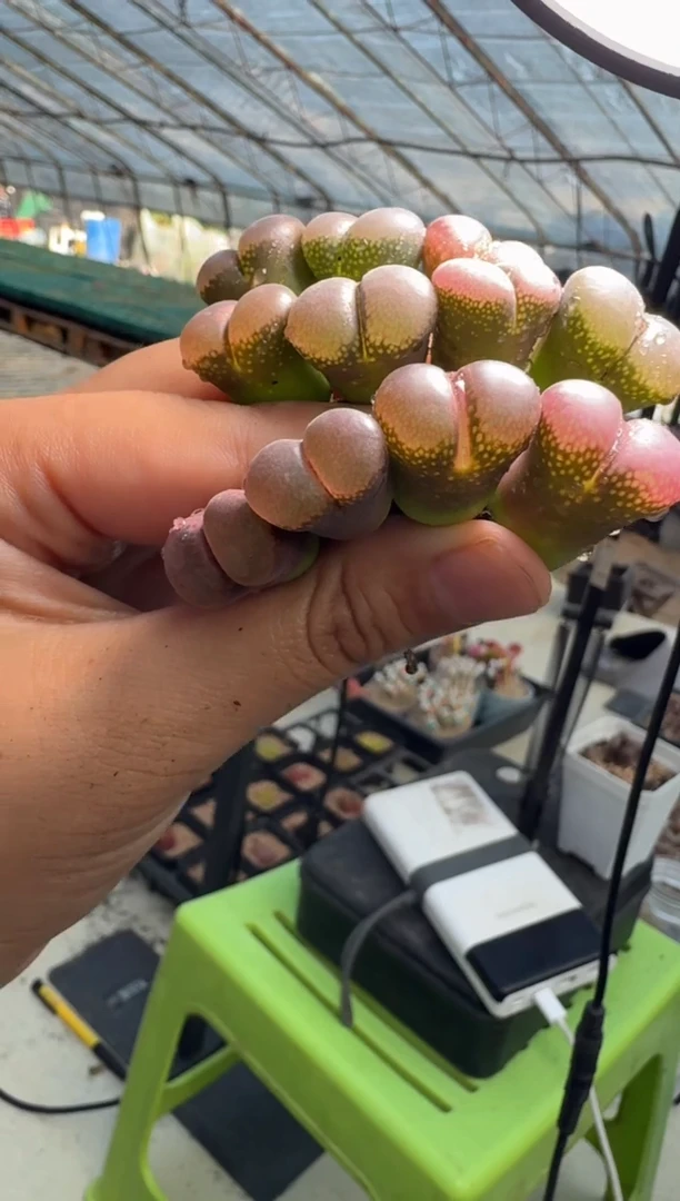 13-77多肉植物一颗