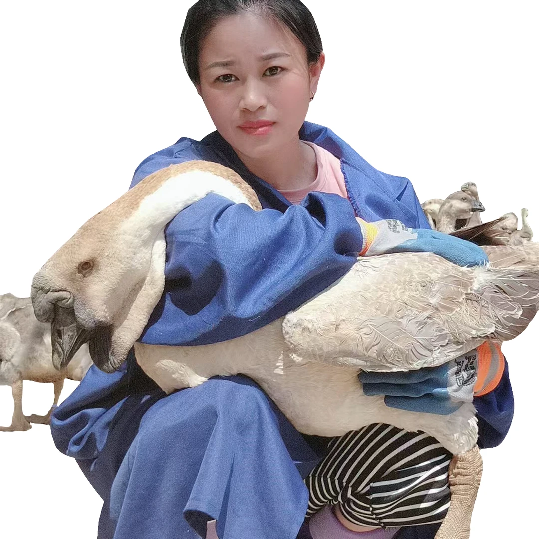 特大宠物鸭 鹅包邮顺丰发货