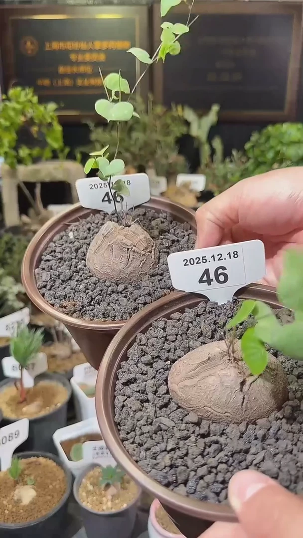 46号1218福利南非龟甲龙买1送1