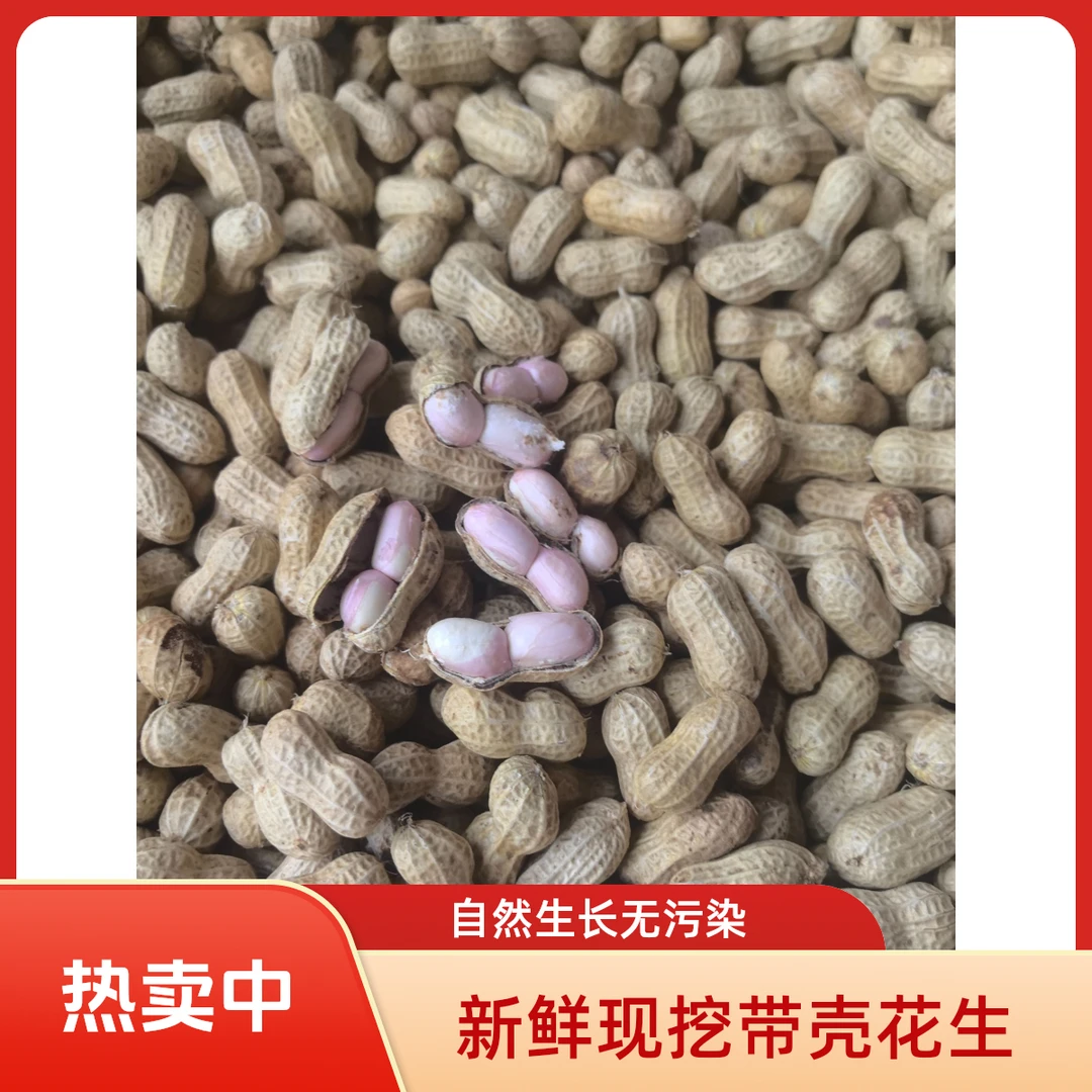 当季新鲜花生抖音小花生贵州本地农家土紫皮小颗粒花生