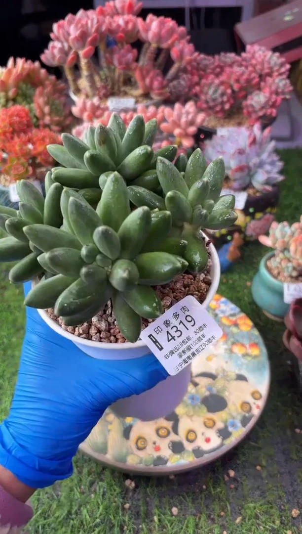 昆明印象多肉4319