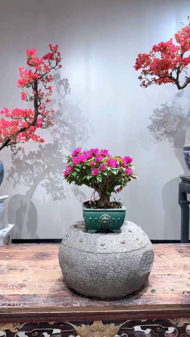 【闪购商品】盆景小桃红