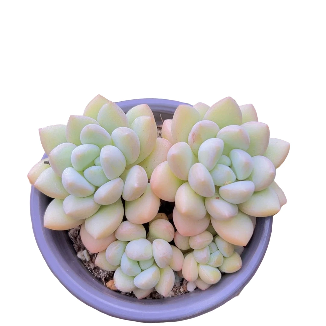 泡泡糖(多肉植物)满19.9包邮 云南基地源头直发新手好养