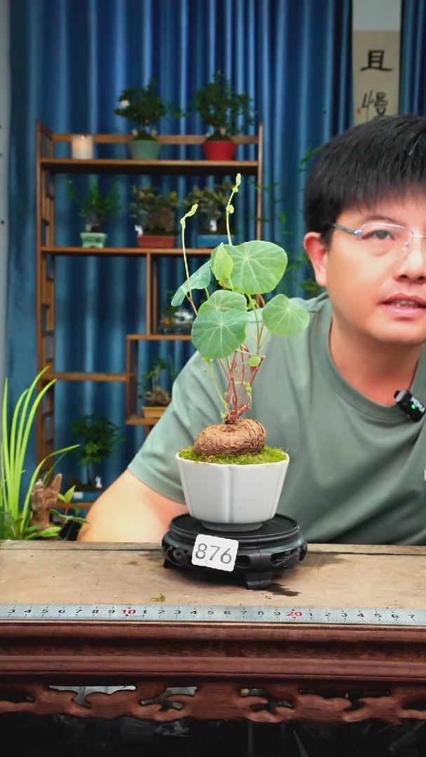 无花朵苔藓微景观876号