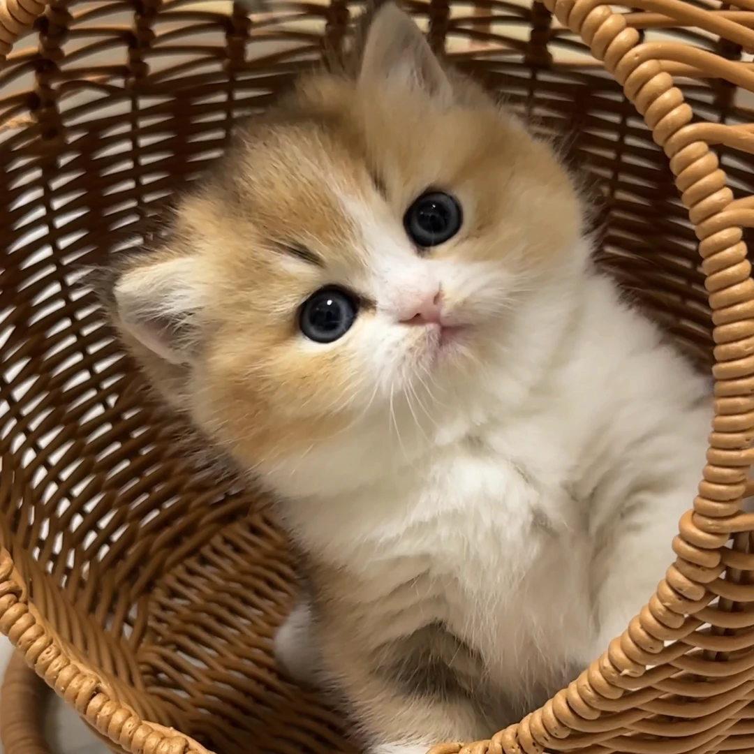 嫚嫚的猫宠物猫咪活体通用全款链接  仅支持平台交易