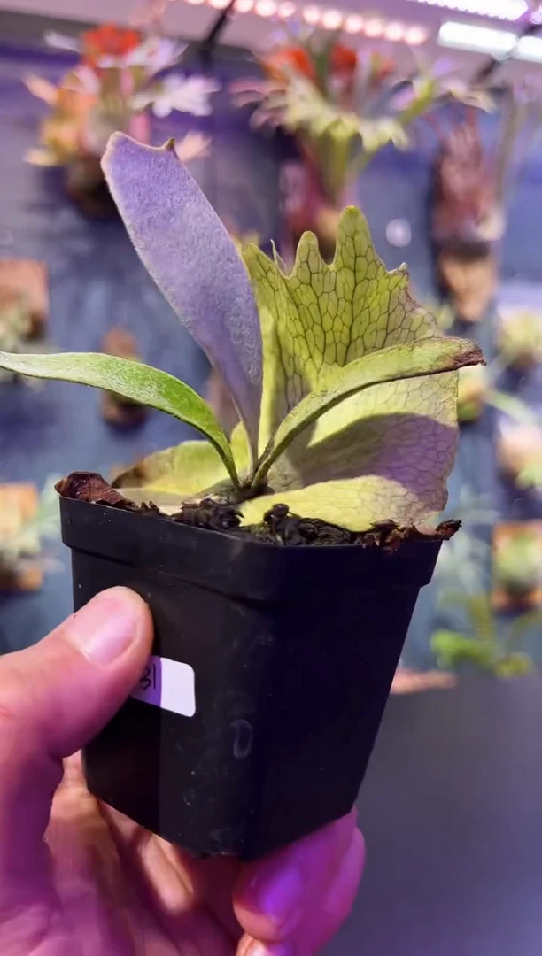 完全开放福利杯苗编号31 北猴