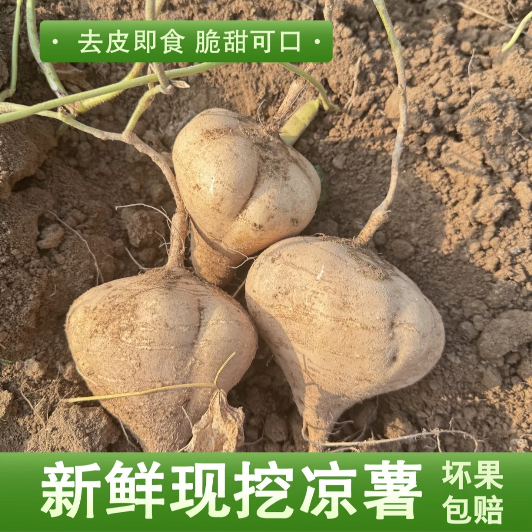 湖南怀化农家现挖凉薯地萝卜清甜多汁水果地瓜