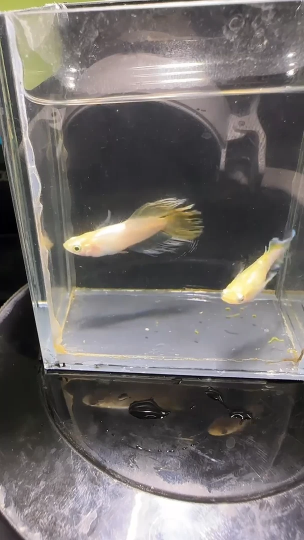 青鳉鱼观背青鳉观背青鳉130