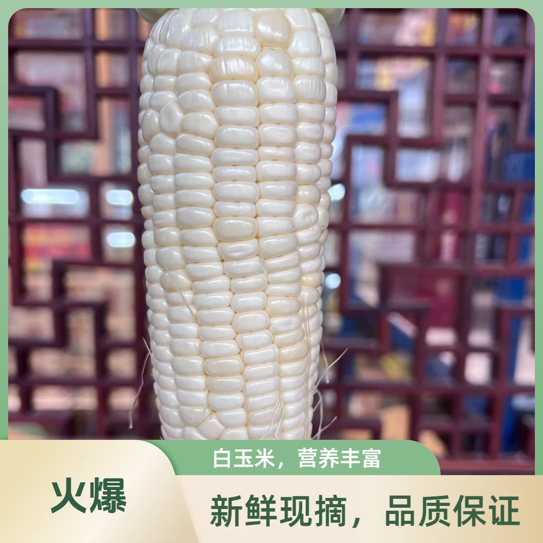 福泉黎山开心农场糯包谷糯玉米白糯玉米贵州省