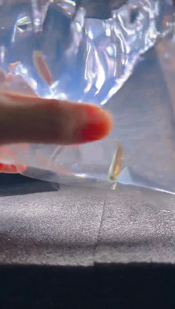 灯科鱼小*不知名金