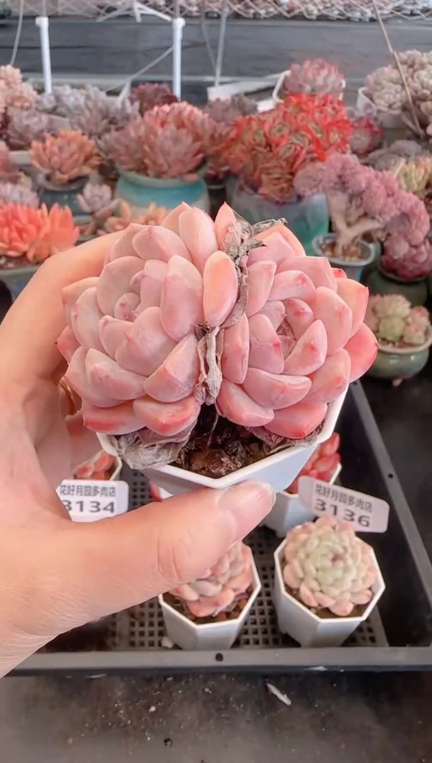 【闪购商品】3141.