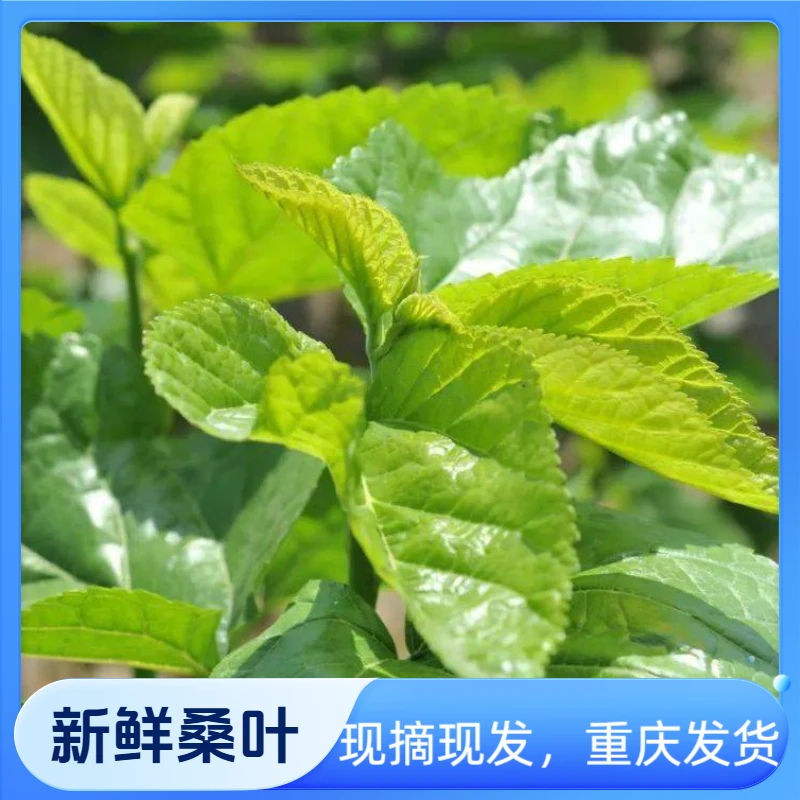 重庆农村现摘现发新鲜嫩桑叶学生养蚕桑树叶食用泡茶小嫩芽桑叶