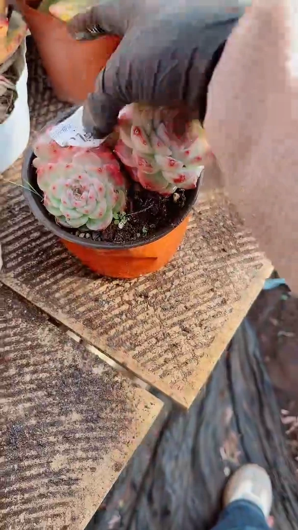 花***宿跃跃精品多肉081