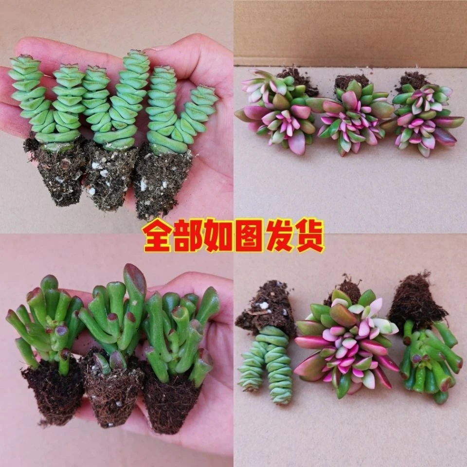 多肉植物盆栽组合吸财树钱串吹雪之松锦新手套餐室内好养活