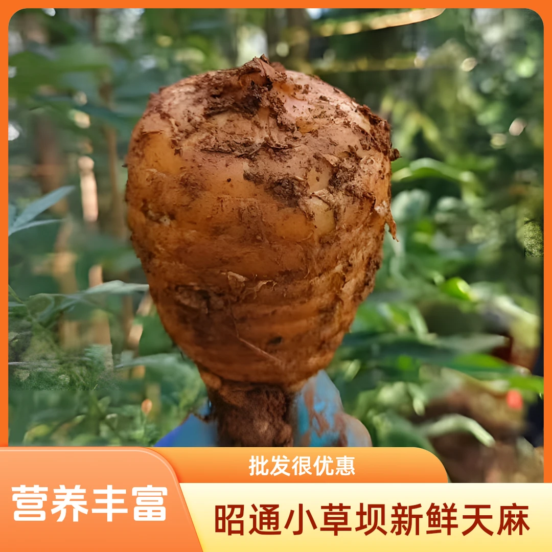 正品【新鲜天麻】云南湿天麻彝良活天麻小草坝生天麻野外种植煲汤