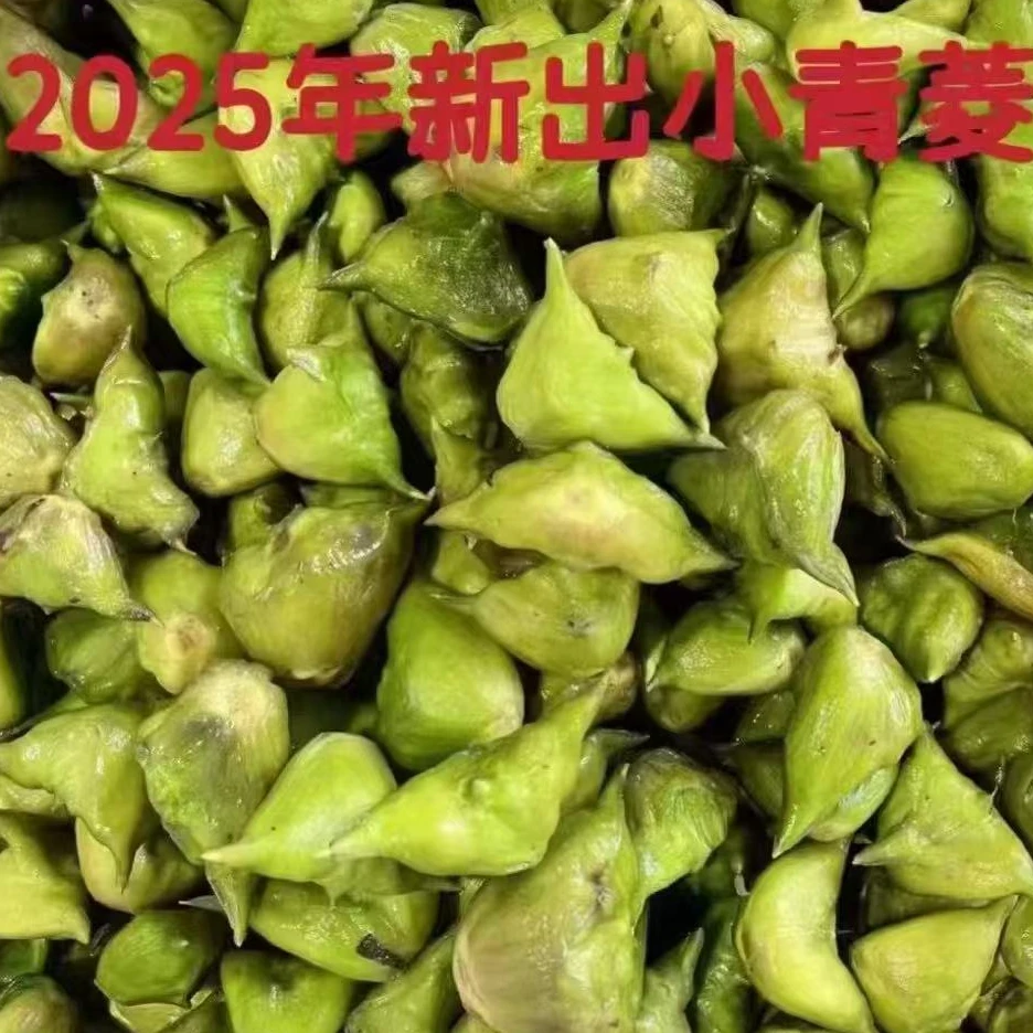 江苏溱湖精品现摘青菱两角老菱角粉糯甜