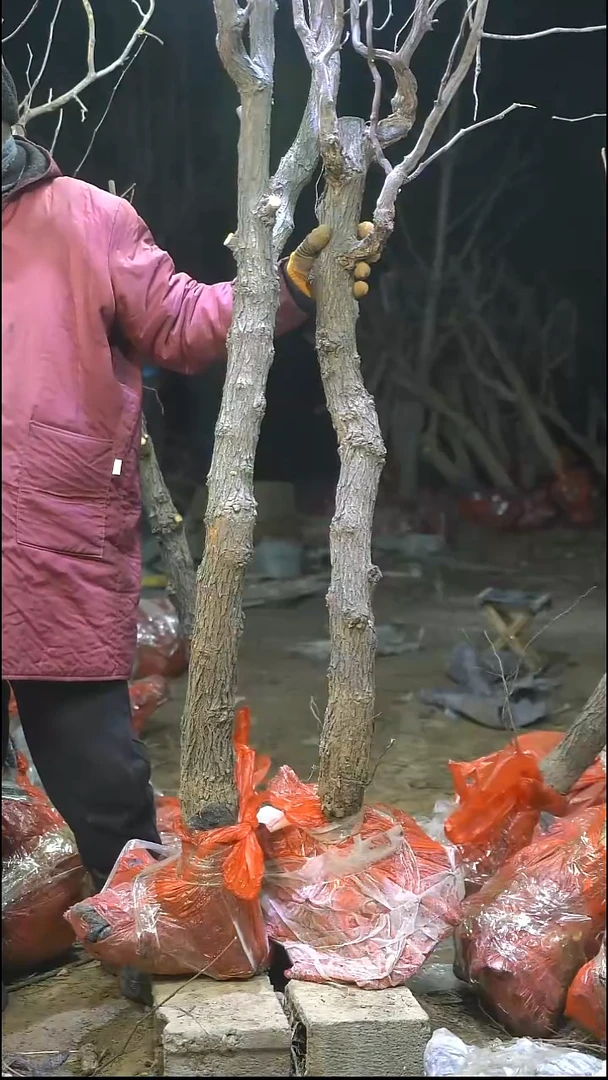 完全开放枣树192