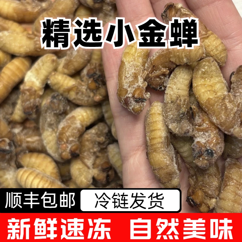 新鲜现货小金蝉活体冷冻知了猴爬叉猴冷链运输可油炸烧烤下酒菜
