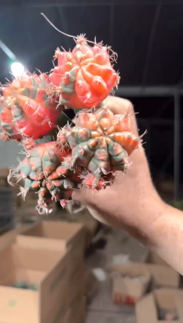 4颗 光辉牡丹【嫁接】