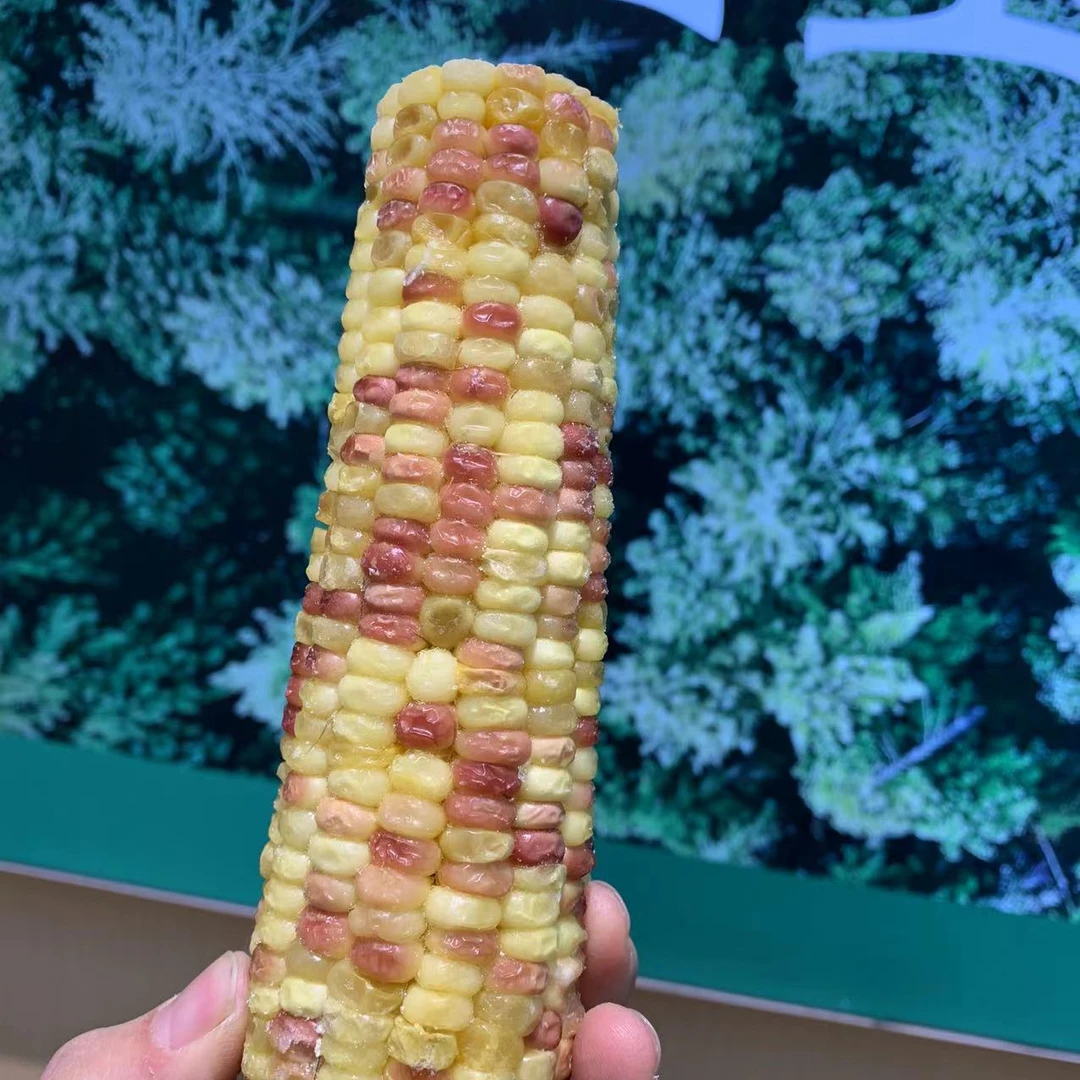 前进张玉前进张玉东北甜糯速冻彩甜糯12根