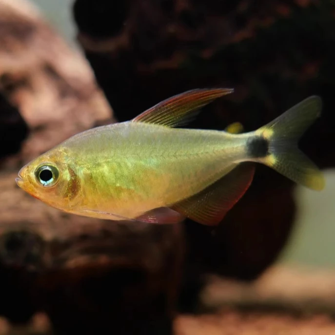 灯鱼-蝴蝶凯蒂3-4全公鱼5条