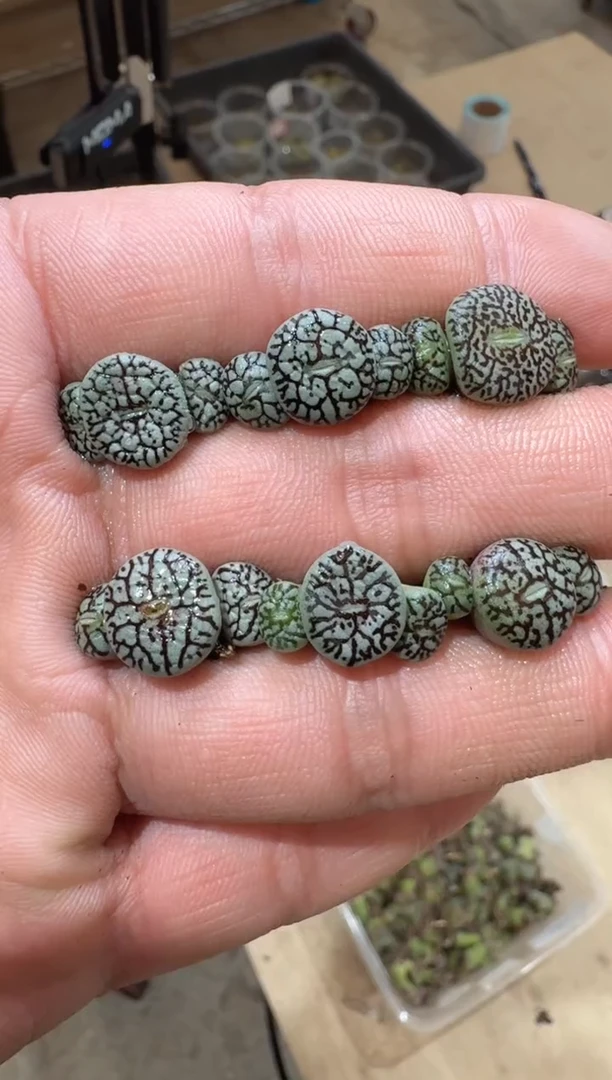 17-311多肉植物肉锥22714墨小锥一颗